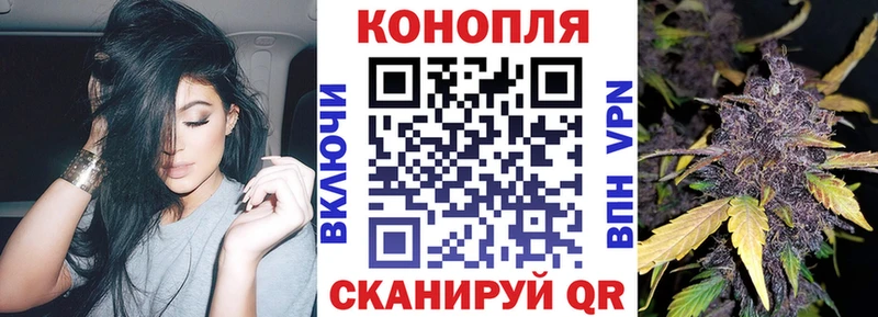 купить наркотик  Луга  Шишки марихуана сатива 